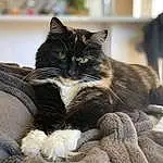 Cat, Felidae, Carnivore, Comfort, Textile, Small To Medium-sized Cats, Whiskers, Grey, Snout, Wood, Tail, Domestic Short-haired Cat, Furry friends, Claw, Sitting, Plant, Black cats, Paw, Nap, Art