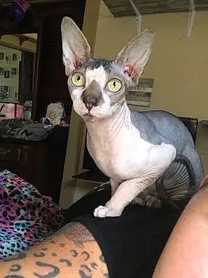 Name Sphynx Cat Igor