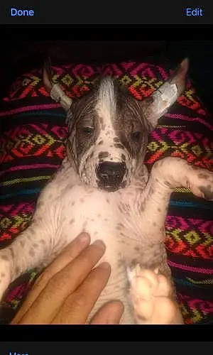 Name Xoloitzcuintle Dog Dante