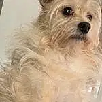 Dog, Working Animal, Carnivore, Companion dog, Toy Dog, Dog breed, Dog Supply, Canidae, Furry friends, Biewer Terrier, Terrier, Small Terrier, Non-sporting Group, Puppy, Terrestrial Animal
