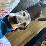 Dog, Carnivore, Tartan, Dog breed, Whiskers, Comfort, Fawn, Companion dog, Wood, Snout, Plaid, Working Animal, Pattern, Furry friends, Hardwood, Canidae, Selfie, Paw