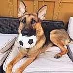 Dog, Dog breed, Carnivore, Comfort, Companion dog, Fawn, Herding Dog, Working Animal, Snout, German Shepherd Dog, Dog Supply, Dog Bed, Canidae, Paw, Furry friends, Whiskers, Guard Dog, Working Dog, Sitting