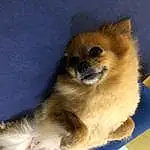Dog, Carnivore, Dog breed, Companion dog, Fawn, Whiskers, Snout, Toy Dog, Felidae, Furry friends, Terrestrial Animal, Canidae, Spitz, German Spitz Klein, Paw, Non-sporting Group, Tail, Ancient Dog Breeds, Working Animal