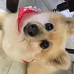 Dog, Dog breed, Carnivore, Dog Supply, Spitz, German Spitz, Companion dog, Fawn, Working Animal, German Spitz Klein, Snout, Toy Dog, Whiskers, Polka Dot, Canidae, Furry friends, Volpino Italiano, Pet Supply, Small Greek Domestic Dog