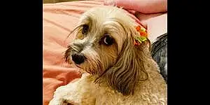 Havanese Dog Georgia