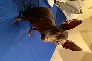 Name Xoloitzcuintle Dog Beauty