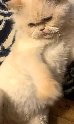 Name Persian Cat Bijou