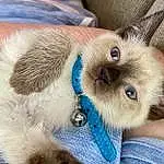 Cat, Siamese, Felidae, Blue, Carnivore, Small To Medium-sized Cats, Whiskers, Fawn, Ear, Balinese, Thai, Snout, Furry friends, Domestic Short-haired Cat, Electric Blue, Paw, Birman, Eyelash, Working Animal