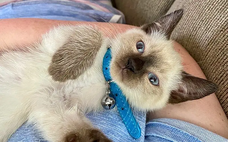Cat, Siamese, Felidae, Blue, Carnivore, Small To Medium-sized Cats, Whiskers, Fawn, Ear, Balinese, Thai, Snout, Furry friends, Domestic Short-haired Cat, Electric Blue, Paw, Birman, Eyelash, Working Animal