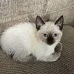 Cat, Siamese, Carnivore, Felidae, Iris, Fawn, Small To Medium-sized Cats, Whiskers, Snout, Furry friends, Terrestrial Animal, Birman, Ragdoll, Balinese, Domestic Short-haired Cat, Tail