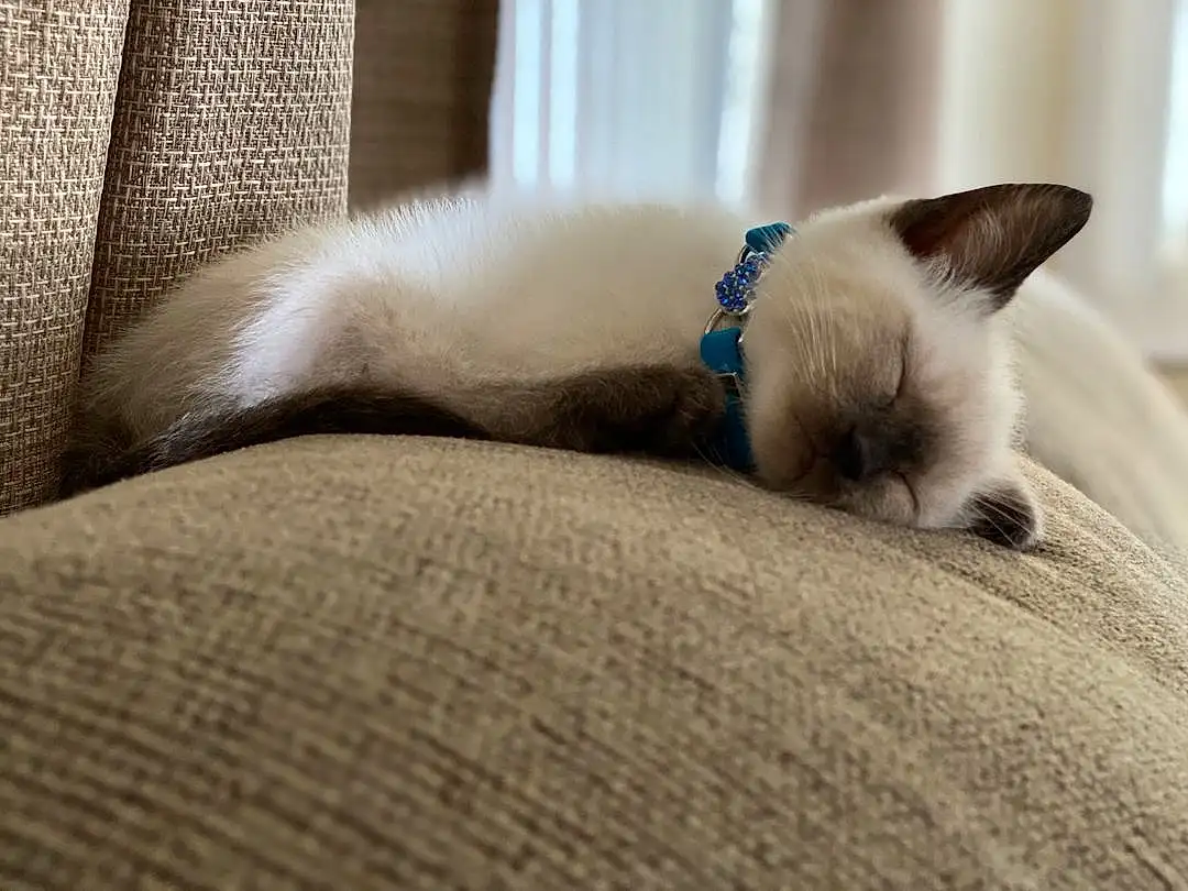 Cat, Comfort, Siamese, Carnivore, Felidae, Small To Medium-sized Cats, Whiskers, Fawn, Snout, Terrestrial Animal, Furry friends, Tail, Birman, Domestic Short-haired Cat, Nap, Paw, Linens, Claw, Sleep, Thai