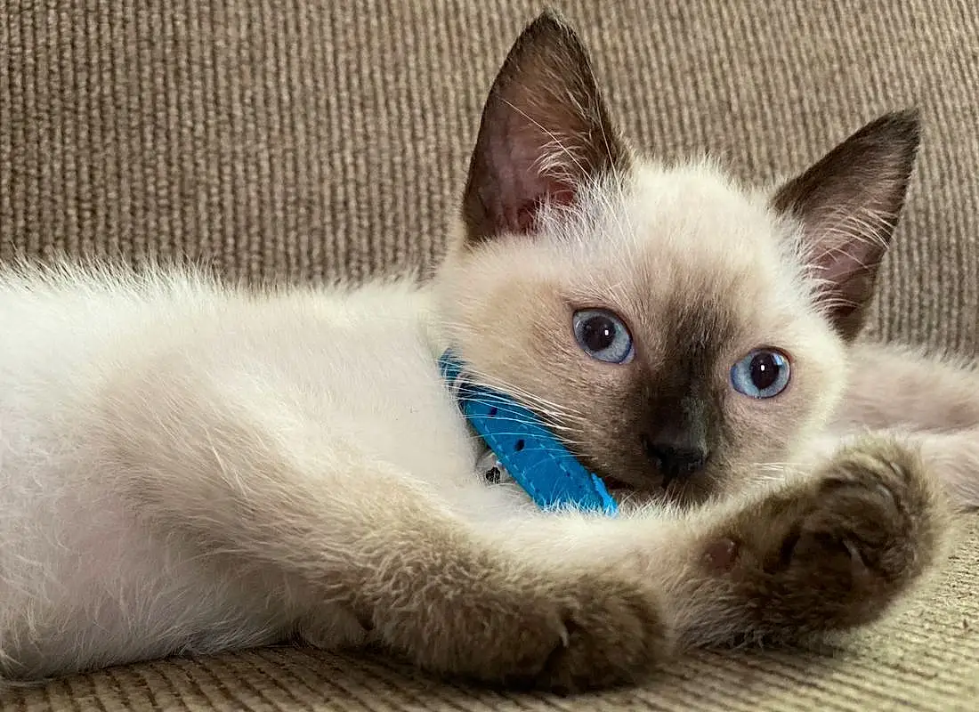 Cat, Siamese, Felidae, Carnivore, Small To Medium-sized Cats, Iris, Whiskers, Fawn, Snout, Terrestrial Animal, Furry friends, Balinese, Domestic Short-haired Cat, Electric Blue, Claw, Birman, Comfort