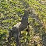 Dog, Dog breed, Carnivore, Working Animal, Grass, Tail, Grassland, Plant, Terrestrial Animal, Groundcover, Canidae, Pasture, Leash, Shadow, Soil, Hunting Dog, Art, Working Dog