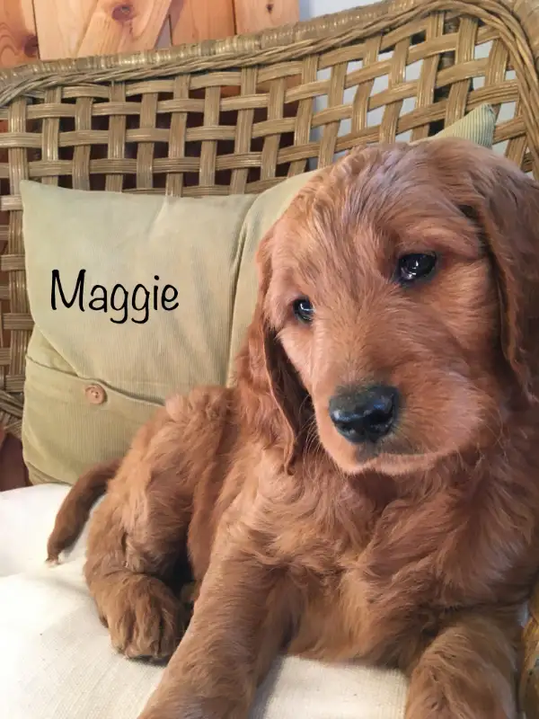 Name Goldendoodle Dog Maggie