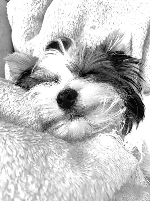 Dog, Carnivore, Dog breed, Style, Working Animal, Companion dog, Toy Dog, Whiskers, Snout, Small Terrier, Terrier, Black & White, Shih Tzu, Monochrome, Shih-poo, Furry friends, Liver, Terrestrial Animal, Puppy love