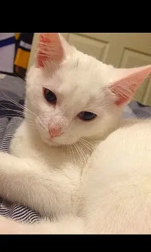 Name British Shorthair Cat Boo