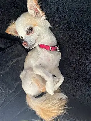 Name Chihuahua Dog Charly