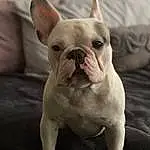 Dog, Bulldog, Dog breed, Carnivore, Ear, Comfort, Whiskers, Companion dog, Fawn, Wrinkle, Snout, Terrestrial Animal, Canidae, Working Animal, Toy Dog, Non-sporting Group, Old English Bulldog