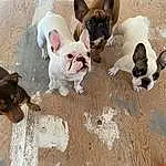 Dog, Bulldog, White, Dog breed, Carnivore, Working Animal, Companion dog, Fawn, Snout, Toy Dog, Canidae, Terrestrial Animal, French Bulldog, Comfort, Wrinkle, Non-sporting Group, Whiskers