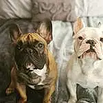 Dog, Bulldog, Dog breed, Carnivore, Ear, Companion dog, Fawn, Whiskers, Wrinkle, Snout, Comfort, Close-up, Terrestrial Animal, Toy Dog, Working Animal, Canidae, Non-sporting Group, Old English Bulldog