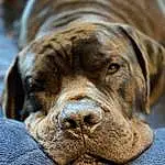 Dog, Liver, Carnivore, Dog breed, Companion dog, Fawn, Snout, Wrinkle, Terrestrial Animal, Whiskers, Close-up, Furry friends, Biting, Working Animal, Canidae, Working Dog, Giant Dog Breed, Hunting Dog, Non-sporting Group