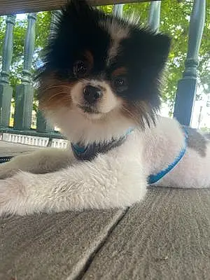 Name Pomeranian Dog Cisco