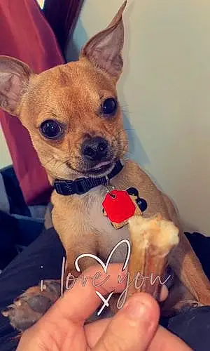 Name Chihuahua Dog Diablo