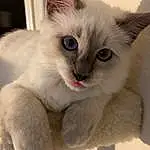 Cat, Eyes, Felidae, Carnivore, Small To Medium-sized Cats, Whiskers, Fawn, Siamese, Snout, Thai, Tail, Balinese, Furry friends, Domestic Short-haired Cat, Birman, Paw, Claw, Terrestrial Animal, Collar