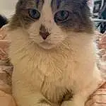 Cat, Eyes, Felidae, Carnivore, Small To Medium-sized Cats, Whiskers, Fawn, Window, Snout, Tail, Paw, Comfort, Furry friends, Domestic Short-haired Cat, Claw, Terrestrial Animal, British Longhair, Sitting, Foot