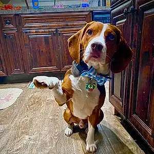 Name Beagle Dog Jordy