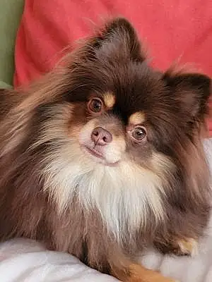 Name Pomeranian Dog Fritz