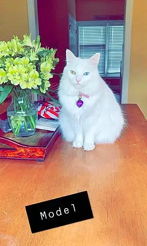 Name Oriental Longhair Cat Charli
