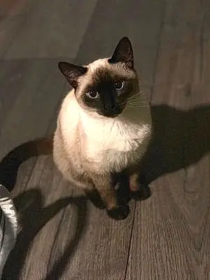 Name Cat Demi