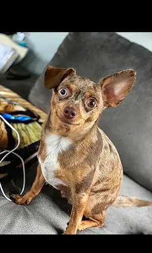 Name Chihuahua Dog Buford