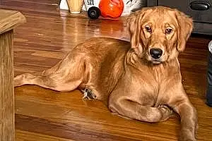 Name Golden Retriever Dog Cassie