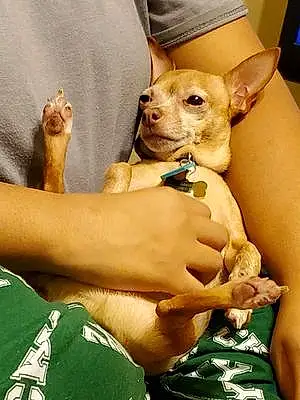 Chihuahua Dog Chloe