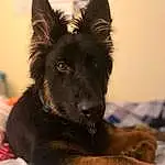 Dog, Carnivore, Dog breed, Ear, Fawn, Whiskers, Companion dog, Working Animal, German Shepherd Dog, Dog Supply, Canidae, Furry friends, Old German Shepherd Dog, Working Dog, Guard Dog, Liver