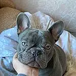 Dog, Bulldog, Dog breed, Carnivore, Comfort, Ear, Whiskers, Companion dog, Fawn, Wrinkle, Toy Dog, Snout, Working Animal, Terrestrial Animal, French Bulldog, Canidae, Puppy, Non-sporting Group, Pug