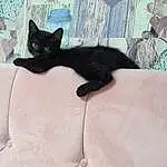 Comfort, Cat, Dog breed, Carnivore, Felidae, Grey, Fawn, Whiskers, Small To Medium-sized Cats, Snout, Terrestrial Animal, Tail, Black cats, Working Animal, Window, Furry friends, Linens, Canidae, Domestic Short-haired Cat, Art