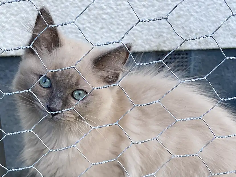 Cat, Felidae, Carnivore, Small To Medium-sized Cats, Mesh, Iris, Whiskers, Fence, Fawn, Ragdoll, Snout, Wire Fencing, Terrestrial Animal, Balinese, Birman, Furry friends, Animal Shelter, Working Animal, Window