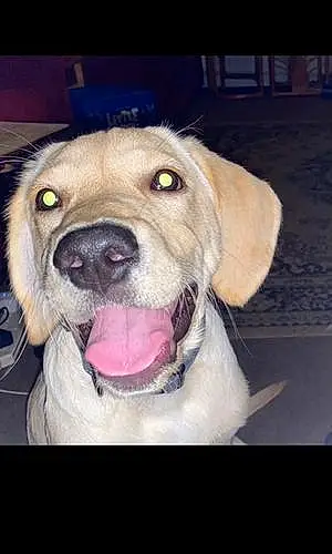 Name Labrador Retriever Dog Albie