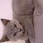 Cat, Felidae, Carnivore, Small To Medium-sized Cats, Whiskers, Grey, Ear, Window, Fawn, Snout, Tail, Furry friends, British Longhair, Paw, Domestic Short-haired Cat, Art, Claw, Ragdoll