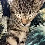 Cat, Plant, Felidae, Carnivore, Small To Medium-sized Cats, Whiskers, Tree, Terrestrial Animal, Snout, Grass, Close-up, Domestic Short-haired Cat, Furry friends, Pattern, Paw, Claw, Nap, Tail