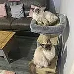 Cat, Felidae, Carnivore, Comfort, Siamese, Interior Design, Small To Medium-sized Cats, Couch, Grey, Fawn, Companion dog, Studio Couch, Whiskers, Wood, Tail, Hardwood, Living Room