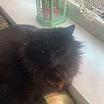 Cat, Felidae, Carnivore, Small To Medium-sized Cats, Grey, Whiskers, Comfort, Tints And Shades, Window, Tail, Snout, Wood, Furry friends, Domestic Short-haired Cat, Black cats, Sitting, Human Leg, Box