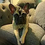 Head, Dog, Dog breed, Comfort, Carnivore, Bulldog, Companion dog, Fawn, Ear, Wrinkle, Snout, Window, Working Animal, Whiskers, Toy Dog, Canidae, Terrestrial Animal, Non-sporting Group, French Bulldog