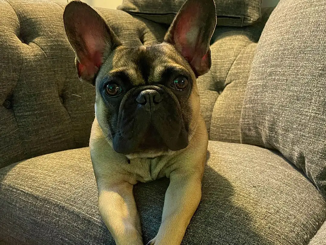 Head, Dog, Dog breed, Comfort, Carnivore, Bulldog, Companion dog, Fawn, Ear, Wrinkle, Snout, Window, Working Animal, Whiskers, Toy Dog, Canidae, Terrestrial Animal, Non-sporting Group, French Bulldog