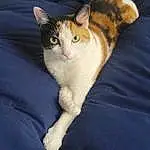 Cat, Eyes, Leg, Carnivore, Comfort, Felidae, Small To Medium-sized Cats, Fawn, Whiskers, Snout, Tail, Domestic Short-haired Cat, Paw, Furry friends, Couch, Sitting, Linens, Wood