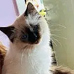 Cat, Siamese, Carnivore, Thai, Felidae, Fawn, Small To Medium-sized Cats, Birman, Balinese, Whiskers, Snout, Ragdoll, Furry friends, Gas, Window, Terrestrial Animal, Tail, Tonkinese