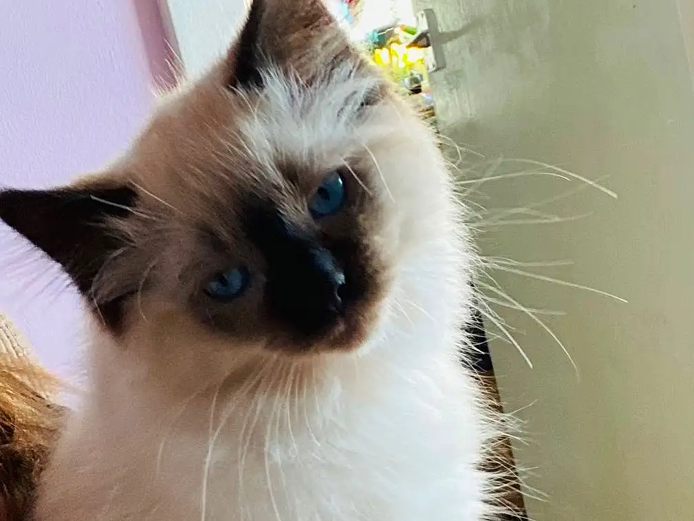Cat, Siamese, Carnivore, Thai, Felidae, Fawn, Small To Medium-sized Cats, Birman, Balinese, Whiskers, Snout, Ragdoll, Furry friends, Gas, Window, Terrestrial Animal, Tail, Tonkinese